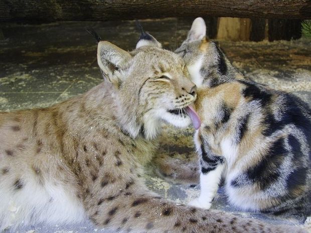 流浪小貓誤打誤撞闖入「動物園禁區」　沒想到「跟對大哥」從此不愁吃穿