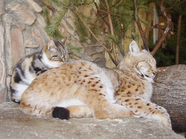 流浪小貓誤打誤撞闖入「動物園禁區」　沒想到「跟對大哥」從此不愁吃穿