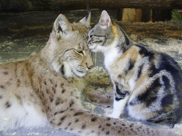 流浪小貓誤打誤撞闖入「動物園禁區」　沒想到「跟對大哥」從此不愁吃穿