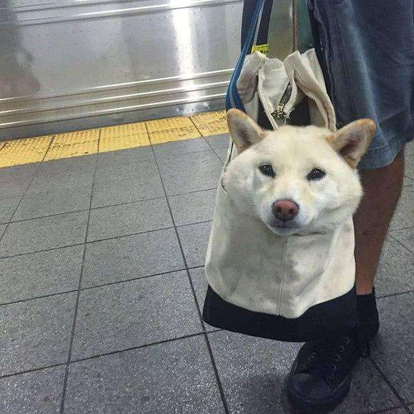 狗狗「裝袋」就不犯法！　主人出奇招讓狗狗搭地鐵　無聊的車廂瞬間萌翻天
