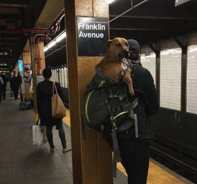 狗狗「裝袋」就不犯法！　主人出奇招讓狗狗搭地鐵　無聊的車廂瞬間萌翻天