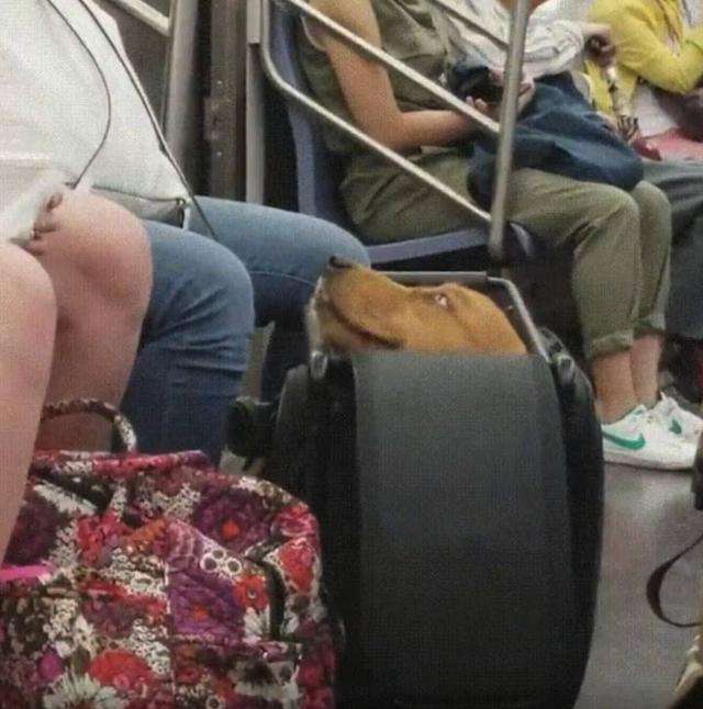 狗狗「裝袋」就不犯法！　主人出奇招讓狗狗搭地鐵　無聊的車廂瞬間萌翻天