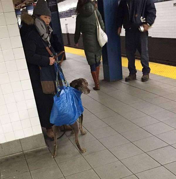 狗狗「裝袋」就不犯法！　主人出奇招讓狗狗搭地鐵　無聊的車廂瞬間萌翻天