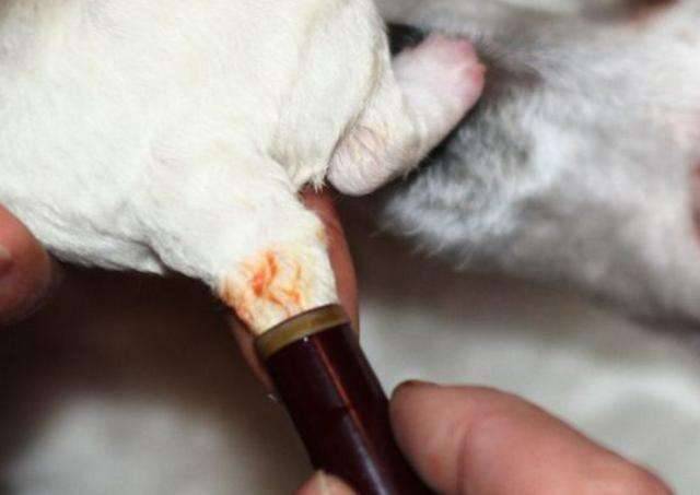 有些犬種必須要斷尾，斷尾的真正意義是有原因的！