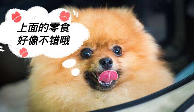 狗狗最害怕這5件事，不想被討厭，最好別做