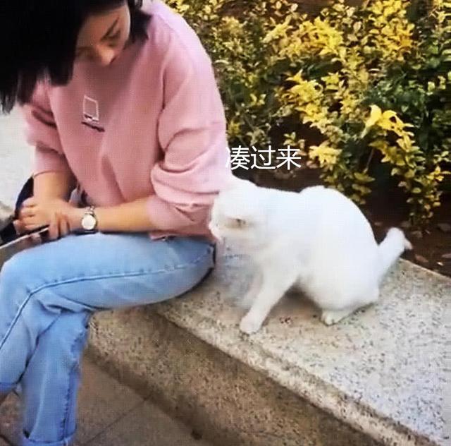女子坐路邊休息，流浪貓主動上前示好，佯裝不經意的模樣惹人心疼