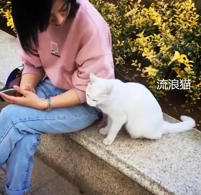女子坐路邊休息，流浪貓主動上前示好，佯裝不經意的模樣惹人心疼