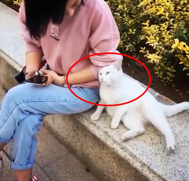 女子坐路邊休息，流浪貓主動上前示好，佯裝不經意的模樣惹人心疼