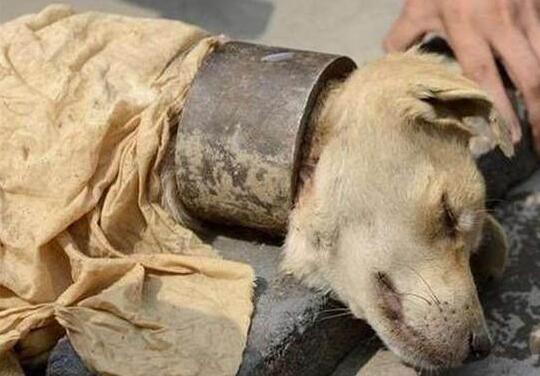 你知道嗎？這樣幫狗狗佩戴項圈如同「害死它」