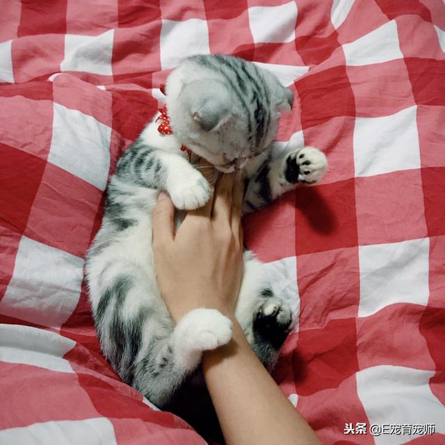 給貓絕育，要不要演戲？是奴才太戲精還是主子玻璃心