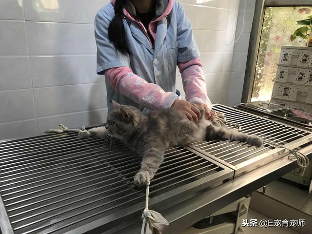 給貓絕育，要不要演戲？是奴才太戲精還是主子玻璃心