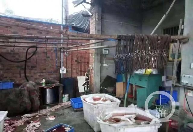 暴力打狗、禁養、最嚴養狗令…… 因狗而起的一次次輿論大戰何時休