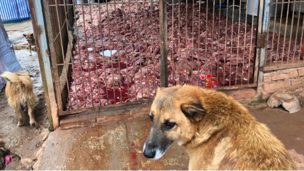暴力打狗、禁養、最嚴養狗令…… 因狗而起的一次次輿論大戰何時休
