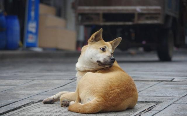 最忠誠的5種狗狗，二哈果然不在其中，最後一種狗現在很少見了