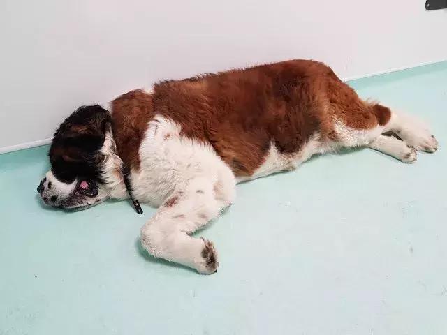 8歲狗狗不吃不喝，主人帶去醫院竟在肚子裡檢查出了這些……