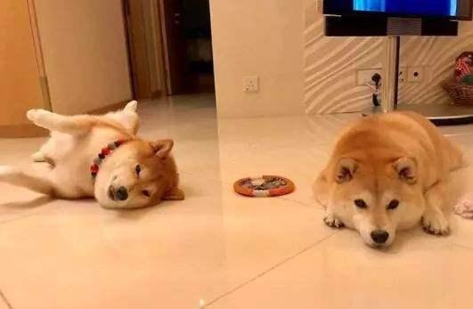 狗狗也會寂寞，狗狗寂寞時的5大表現