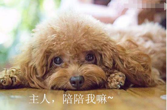 狗狗也會寂寞，狗狗寂寞時的5大表現