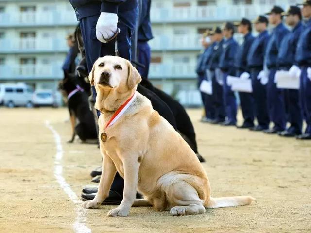 狗狗連續6年考警犬都失敗了，為了紀念它粉絲建了一尊銅像……