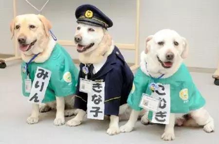狗狗連續6年考警犬都失敗了，為了紀念它粉絲建了一尊銅像……
