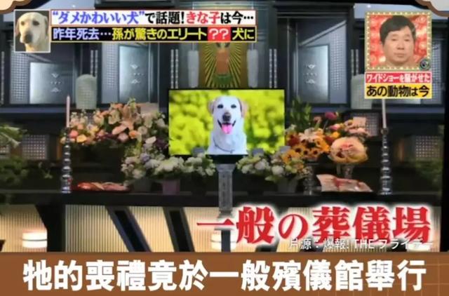 狗狗連續6年考警犬都失敗了，為了紀念它粉絲建了一尊銅像……