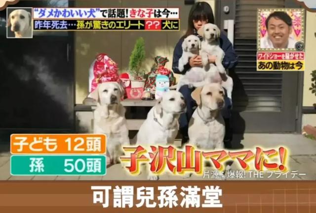 狗狗連續6年考警犬都失敗了，為了紀念它粉絲建了一尊銅像……