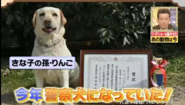 狗狗連續6年考警犬都失敗了，為了紀念它粉絲建了一尊銅像……
