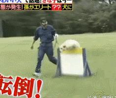 狗狗連續6年考警犬都失敗了，為了紀念它粉絲建了一尊銅像……