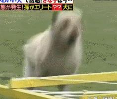 狗狗連續6年考警犬都失敗了，為了紀念它粉絲建了一尊銅像……