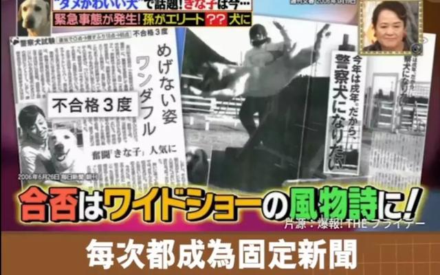 狗狗連續6年考警犬都失敗了，為了紀念它粉絲建了一尊銅像……
