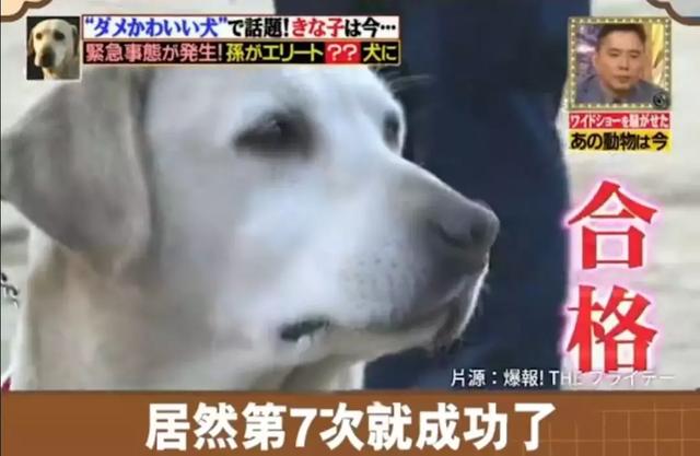 狗狗連續6年考警犬都失敗了，為了紀念它粉絲建了一尊銅像……