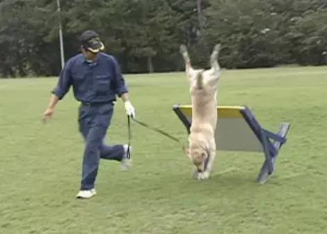 狗狗連續6年考警犬都失敗了，為了紀念它粉絲建了一尊銅像……
