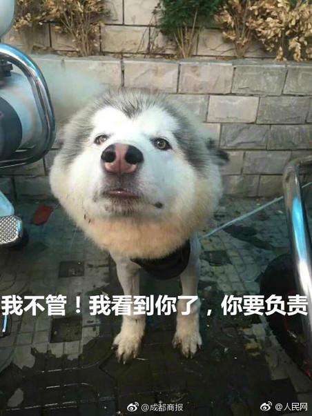 阿拉斯加「剪毛失敗」氣到離家出走　警局撿到才一天…崩潰：「把吃貨領回家」