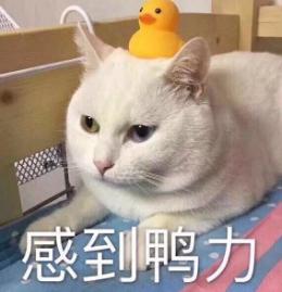 鏟屎的你真的會用貓砂嗎？