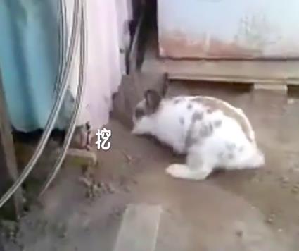 貓咪被困，小兔子奮力挖土營救，超感人，喵：謝謝你！