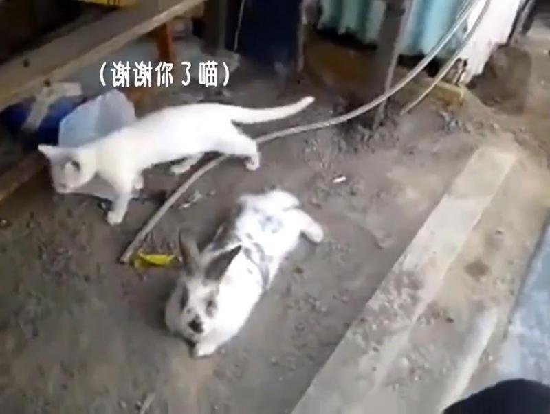 貓咪被困，小兔子奮力挖土營救，超感人，喵：謝謝你！
