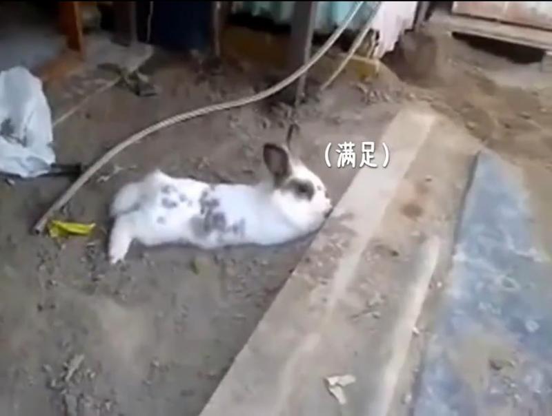 貓咪被困，小兔子奮力挖土營救，超感人，喵：謝謝你！