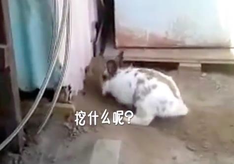 貓咪被困，小兔子奮力挖土營救，超感人，喵：謝謝你！