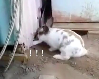 貓咪被困，小兔子奮力挖土營救，超感人，喵：謝謝你！