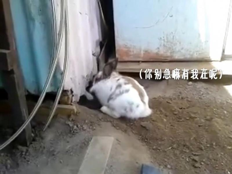 貓咪被困，小兔子奮力挖土營救，超感人，喵：謝謝你！