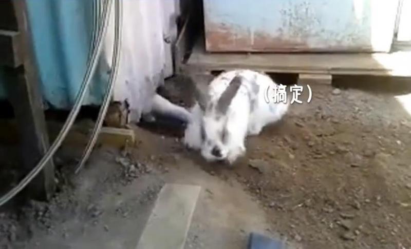 貓咪被困，小兔子奮力挖土營救，超感人，喵：謝謝你！