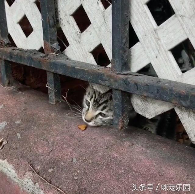 小浪喵垃圾堆獲救「卻唉唉叫不停」？他重返原地「蹦出另一隻」網泣：兄弟情深QQ