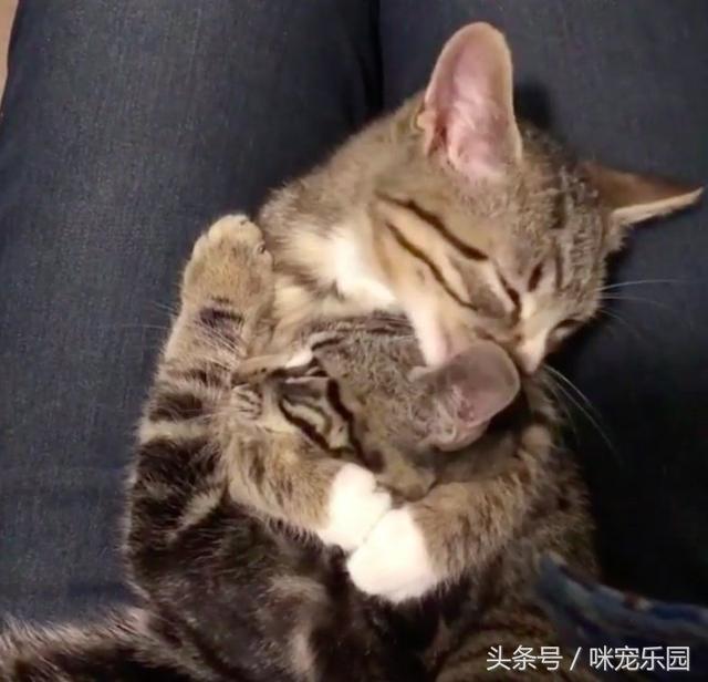 小浪喵垃圾堆獲救「卻唉唉叫不停」？他重返原地「蹦出另一隻」網泣：兄弟情深QQ