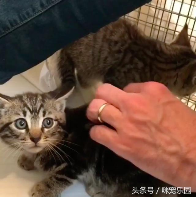 小浪喵垃圾堆獲救「卻唉唉叫不停」？他重返原地「蹦出另一隻」網泣：兄弟情深QQ