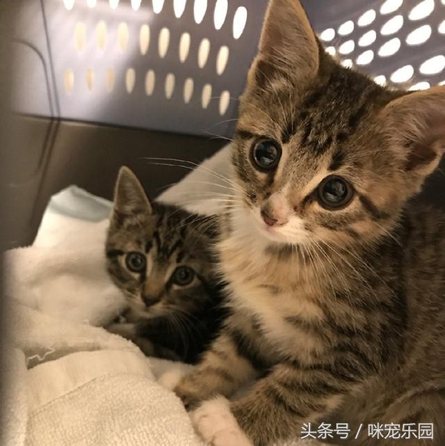 小浪喵垃圾堆獲救「卻唉唉叫不停」？他重返原地「蹦出另一隻」網泣：兄弟情深QQ
