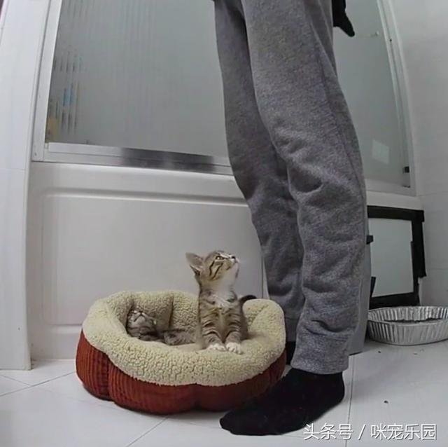 小浪喵垃圾堆獲救「卻唉唉叫不停」？他重返原地「蹦出另一隻」網泣：兄弟情深QQ