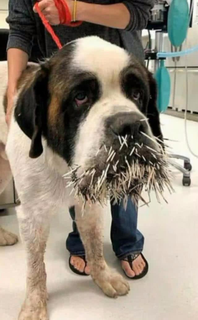 狗狗一邊叫一邊跑回家，眼淚汪汪的找主人，主人一看趕緊送醫院！