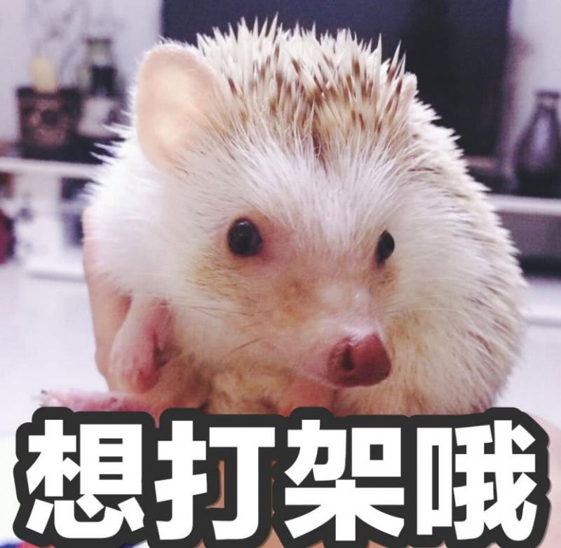 狗狗一邊叫一邊跑回家，眼淚汪汪的找主人，主人一看趕緊送醫院！