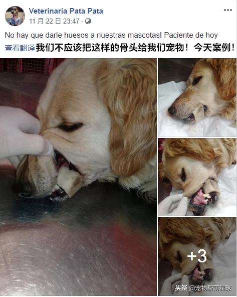 狗狗吃骨頭卡住嘴巴，吃骨頭有風險，喂食需謹慎