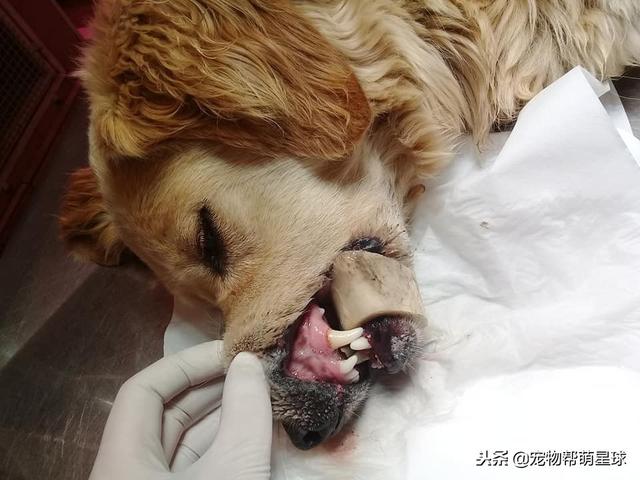 狗狗吃骨頭卡住嘴巴，吃骨頭有風險，喂食需謹慎
