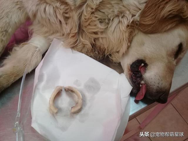 狗狗吃骨頭卡住嘴巴，吃骨頭有風險，喂食需謹慎